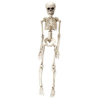 Skelett 50cm beweglich